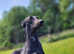 Lurcher Stud Available