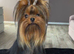Male Yorkshire Terrier 2KG