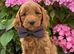 F1b Cockapoo Puppies Available
