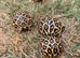 Indian star tortoises