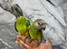 Baby HandReared Super Tame Cuddly Senegal Parrot