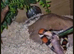 Baby milk snake and viv