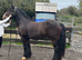 For sale prince harry