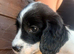 Sprocker puppy’s