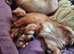 Gorgeous friendly shaded red miniature dachshund boy