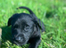 Labrador cross puppies