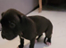 America bully/Staffie puppies for sale