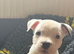 Staffy X puppies