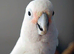 Cockatoo Glasgow