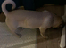 Pug x male