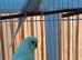 Pair f budgies