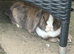 Female for rehoming wanted