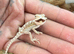 12 week old bearded dragon