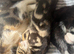Beautiful Bengal cross kittens