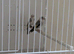 2026 Pied Black Goldfinches