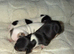 Jack Russell puppies