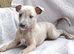 KC reg - Blue Brindle whippets