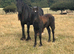 Beautiful Registered Dales Ponies - section a colt & filly foals