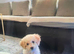 Bichon frise