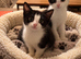 kittens ready for their new home