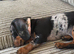 female mini dachshund