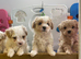 Korean Toy maltipoo puppies from Dna tested mum