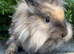Mini lion lop bunnies