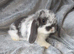 Baby lops