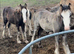 2 stunning colt foals