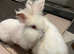 two white lion head bunnies