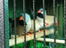 4 Hecks Finches & 1 Star Finch