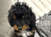 F1BB Cavapoos ready now 1 girl 3 boys