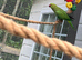 Indian ring neck