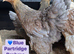 Large Fowl Brahma and faverolle hens