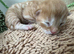Kittens for sale
