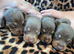 Beautiful chunky chocolate litter