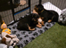 Two 8 week old rotties