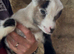 Adorable Pygmy goat babies, nannys and wethers