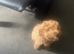 Cockapoo