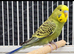 Beautiful Budgies - Various colours