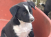 Collie x Kelpie pups