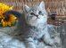 ABSOLUTELY BEAUTIFUL BOY (READY FRIDAY)