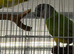 Breeding pair Senegal Glasgow