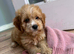 Cockerpoo puppy&rsquo;s