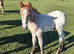 NF foals