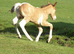 Champagne Tobiano