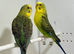 Black Wing Budgies For Sale