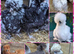 Mixed usa silkie chicks