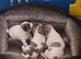 Jack russell terriers