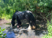 Heavy weight cob mare 14.3